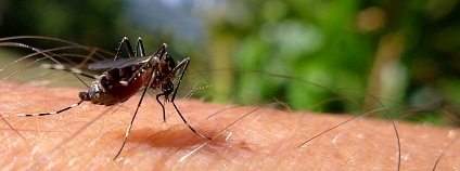 Komár tygrovaný Foto: John Tann Flickr