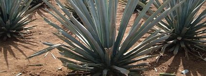 Agáve (Agave tequilana). Foto: jay8085/Wikimedia Commons