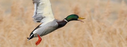 Kachna divoká Foto: Birds of Gilgit-Baltistan - Imran Shah Flickr