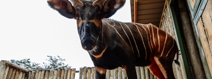 Samec Mau ze Zoo Praha ve svém novém domově v Keni. Foto: Petr Topič Safari Park Dvůr Králové