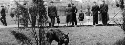 Areál zoo v Kunčičkách z roku 1954 Foto: archiv Zoo Ostrava Areál zoo v Kunčičkách z roku 1954 Foto: archiv Zoo Ostrava