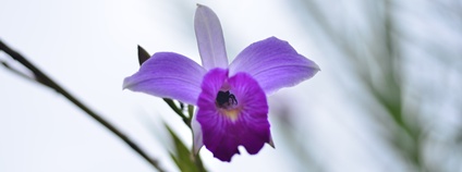 Orchidej Foto: Botanický ústav AV ČR