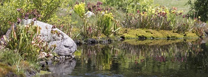 Botanická zahrada a arboretum Mendelovy univerzity v Brně Foto: Mendelova univerzita v Brně