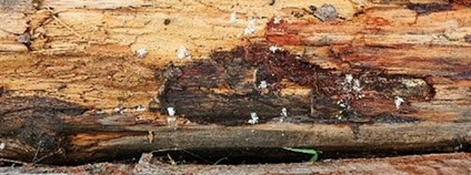 Napadené jedle bělokoré. Foto: Mikrobiologický ústav AV ČR