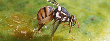 Bactrocera dorsalis Foto: Scott Bauer - Agricultural Research Service Wikimedia Commons