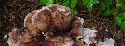 Bělozub nafialovělý. Foto: J. Borovička AV ČR