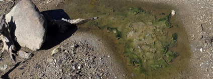 Bentické sinice Foto: Petr Znachor Biologické centrum AV ČR