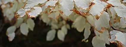 Bílý buk na Blanensku Foto: Botanický ústav AV ČR