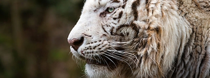 bílý tygr Foto: Cloudtail Flickr