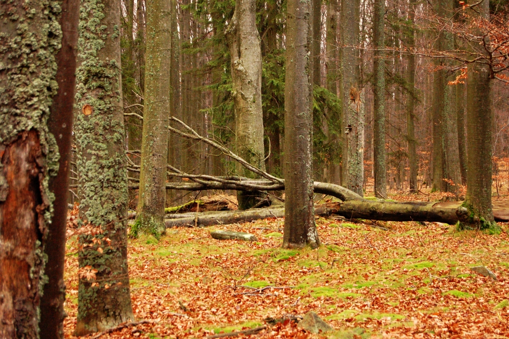Bezzásahový les na Kleti, Blanský les. Lesy ČR v této části bukového lesa nebudou hospodářsky zasahovat.