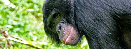 Šimpanz bonobo. Foto: Kabir Bakie / Wikimedia Commons