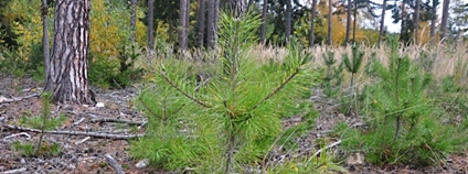 Odrůstání malých borovic Foto: Jan Řezáč VÚLHM