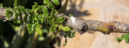 Kadidlovník pravý Foto: Rita Willaert Flickr