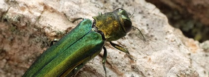 Brouci polníka jasanového Foto: #PlantHealth4Life