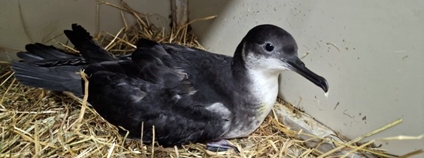 Buřňák severní v Záchranné stanice Falco. Foto: Záchranná stanice Falco ČSOP