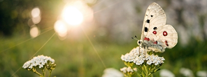 Motýl Foto: Jakub Cibík Skupina JARO