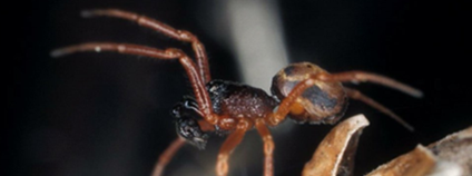 Crustulina sticta, samec Foto:. J. Lissner MUNI