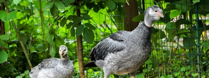 Foto: Petr Hamerník Zoo Praha
