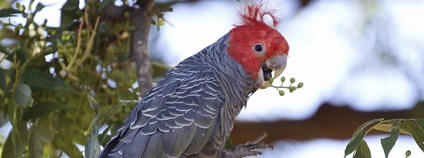 Kakadu přilbový Foto: Steve Bittinger Flickr