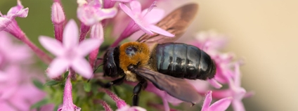 Včela čalounice rodu Megachile sculpturalis Foto: Puddin Tain Flickr