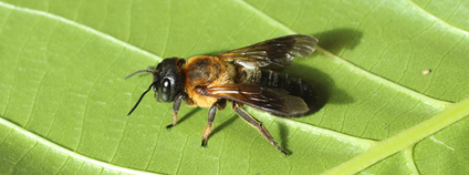 Čalounice jerlínová (Megachile sculpturalis) Foto: CARC – Národní centrum zemědělského a potravinářského výzkumu Čalounice jerlínová (Megachile sculpturalis) Foto: CARC – Národní centrum zemědělského a potravinářského výzkumu