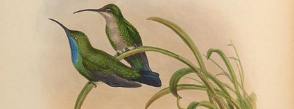 Kresba kolibříka tyrkysového Foto: Gould, John: A monograph of the Trochilidae, or family of humming-birds (1880)