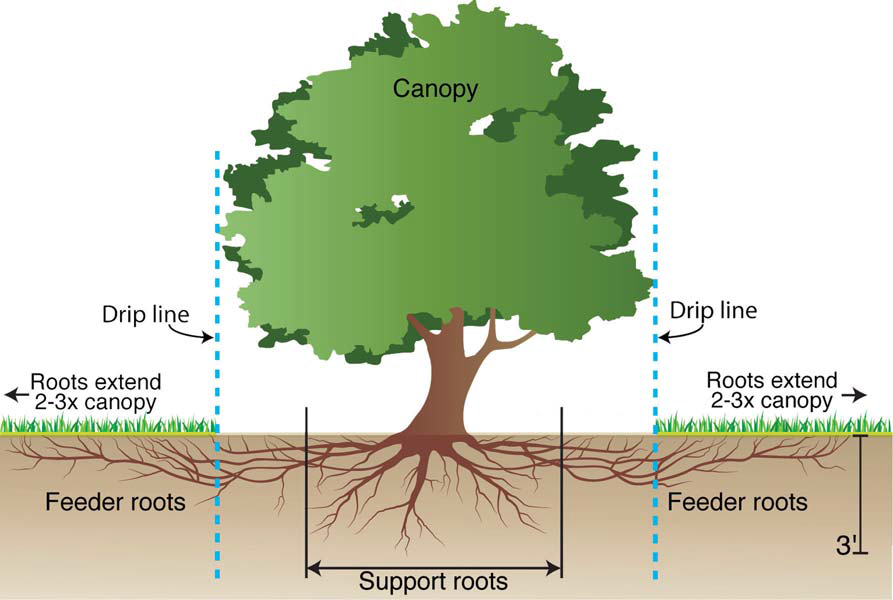 Jak správně zalévat ovocné stromy?