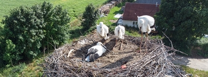 Čápata v hnízdě v Nové Vsi u Světlé nad Sázavou Foto: Stanice Pavlov Čápata v hnízdě v Nové Vsi u Světlé nad Sázavou Foto: Stanice Pavlov