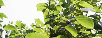 Břestovec čínský Foto: Chong Fat Wikimedia Commons