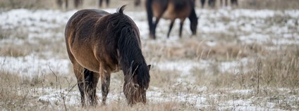 Divocí koně v zimě Foto: Vojtěch Lukáš Česká krajina
