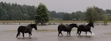 Povodeň zaplavila rezervaci divokých koní na březích Lužnice Foto: Josef Svačina Česká krajina