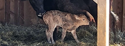 Na Slovensku se narodilo první mládě novodobého pratura Foto: Archeopark Bošáca