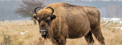 Zubr evropský Foto: Vojtěch Lukáš Česká krajina