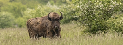 Zubr evropský Foto: Vojtěch Lukáš Česká krajina