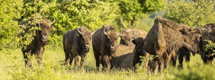 Stádo mladých zubrů Foto: Vojtěch Lukáš Česká krajina