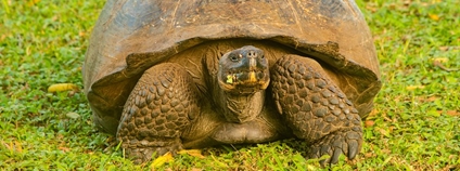 Želva sloní Foto: Ralph Earlandson Flickr