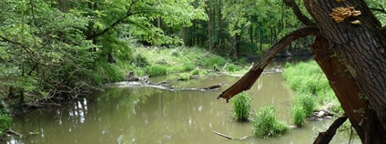 CHKO Soutok Foto: Hnutí DUHA