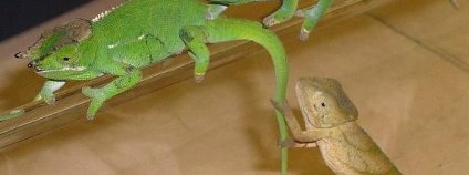 foto: ČIŽP foto: ČIŽP