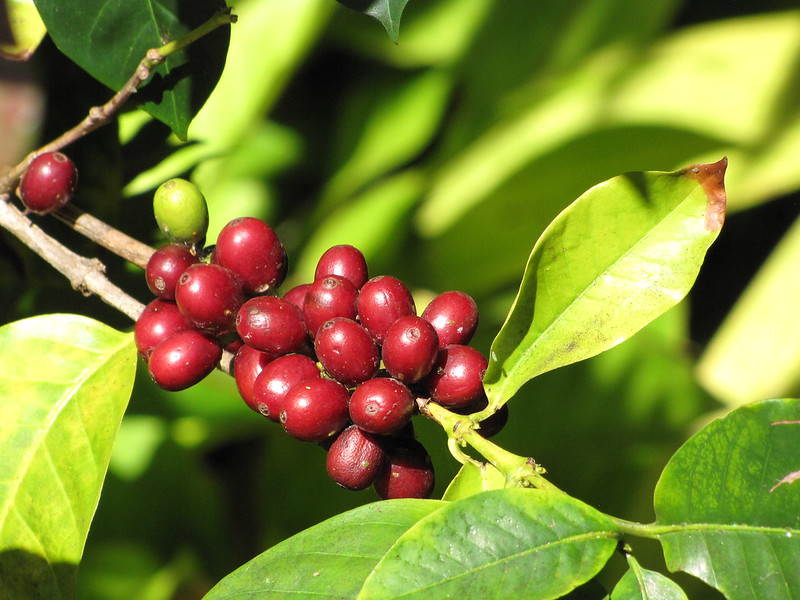Vědci sestavili rodokmen kávy arabica. Je starší než Homo sapiens