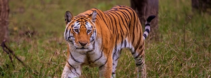 Tygřice v Indii Foto: Ankit Gita Flickr