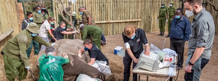 Vědci vytvořili další embrya ohrožených nosorožců bílých severních (duben 2021) Foto: Rio the Photographer ZOO Dvůr Králové Vědci vytvořili další embrya ohrožených nosorožců bílých severních (duben 2021) Foto: Rio the Photographer ZOO Dvůr Králové