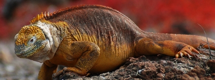 Leguán galapážský Foto: Chris Ford Flickr