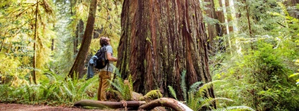 Stromy Foto: Cal Poly Humboldt Botanický ústav AV ČR