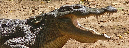 Krokodýl bahenní Foto: Pandiyan V Flickr