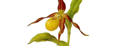 Ilustrace střevíčníku pantoflíčku od Franze Bauera. Foto: Franz Bauer Wikimedia Commons