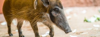 Samička štětkouna afrického Jasna v Rezervaci Dja. 