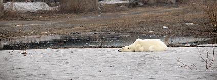 foto: Irina Yarinskaya / siberiantimes.com / twitter.com foto: Irina Yarinskaya / siberiantimes.com / twitter.com