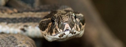 Zmije řetízková Foto: Shawn Dsouza Flickr