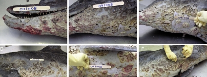 Foto: Scientific Reports Foto: Scientific Reports