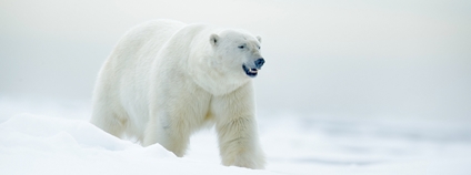 Lední medvěd Foto: Depositphotos